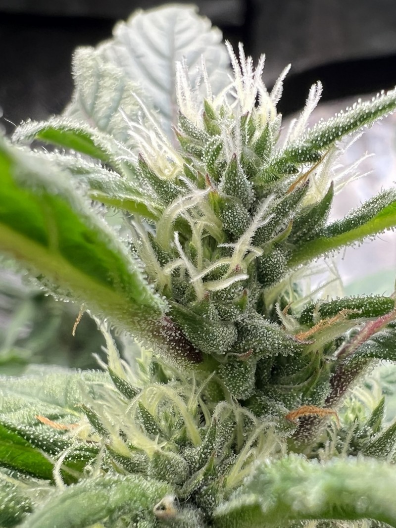 36F677C6-E3C2-4D7A-A3AC-15A31D567016