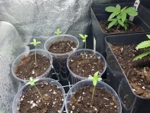 Rose soul seedlings