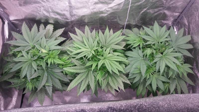 GROW WEEK 3