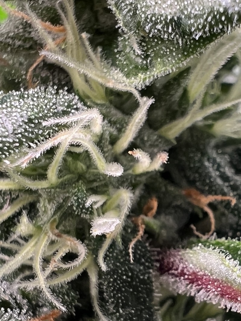 22466FA0-2EAD-442D-9D46-88E4FEC763E7