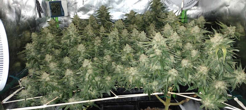 IMG_20220820_091524339