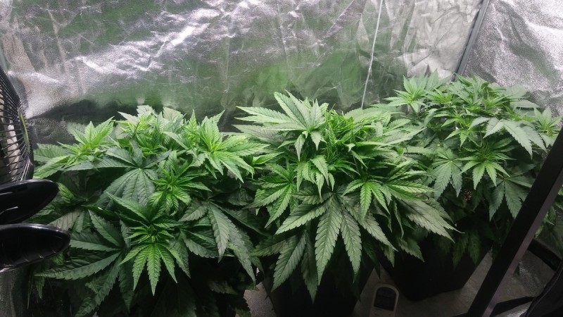 GROW WEEK 3