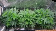 GROW WEEK 3