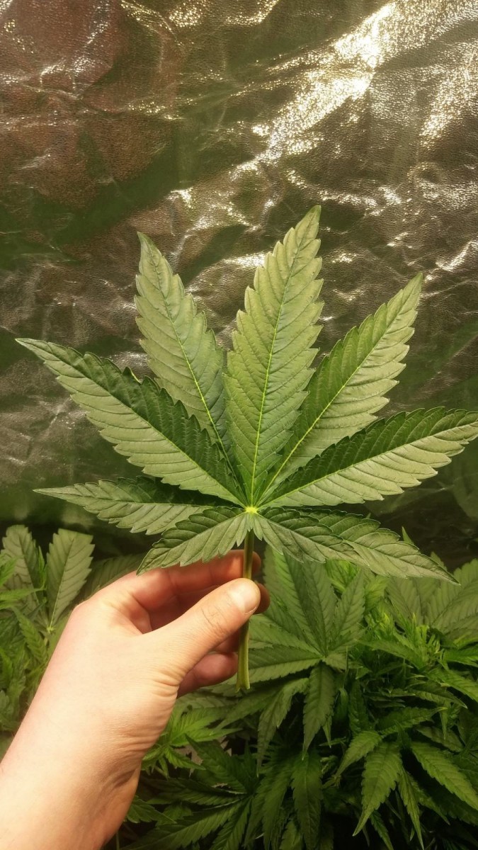 GROW WEEK 3