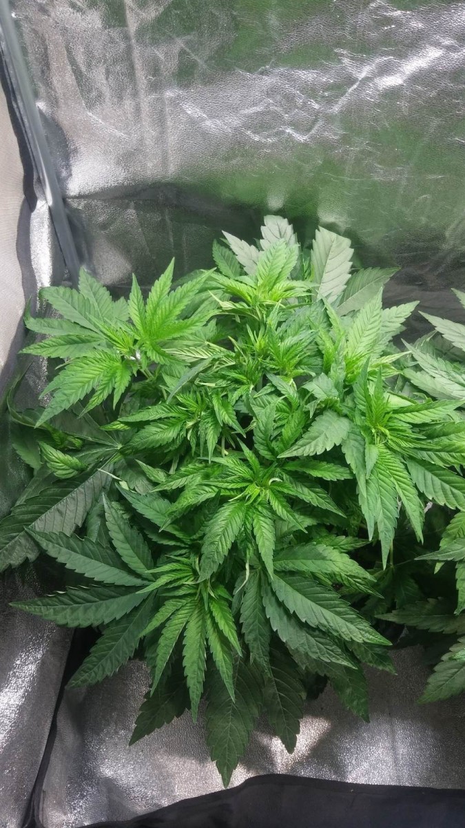 GROW WEEK 3