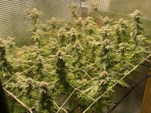 41129584-E994-4EE9-9E07-81167CEF1380