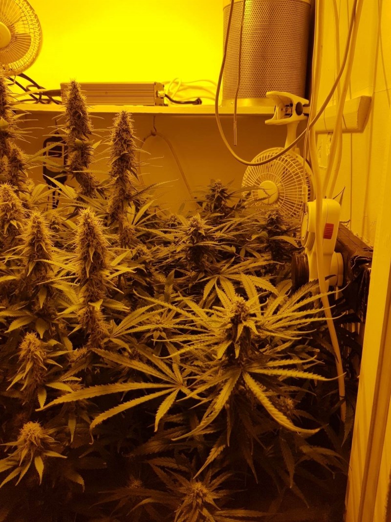 Agent Orange & Exodus Cheese