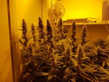 Agent Orange & Exodus Cheese