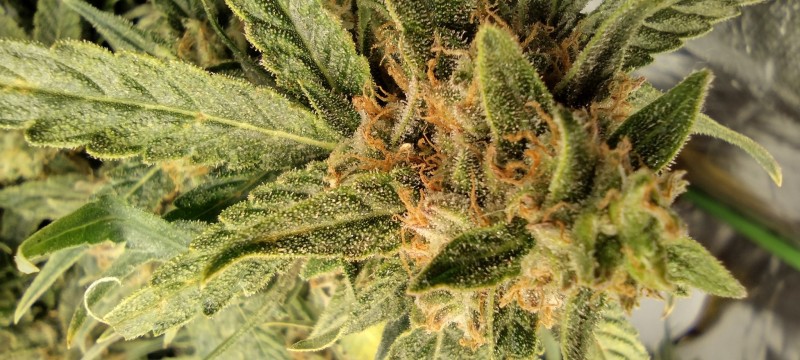 IMG_20220823_200531741_HDR