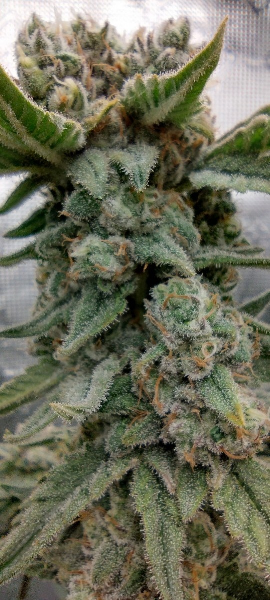 IMG_20220824_200352312_HDR