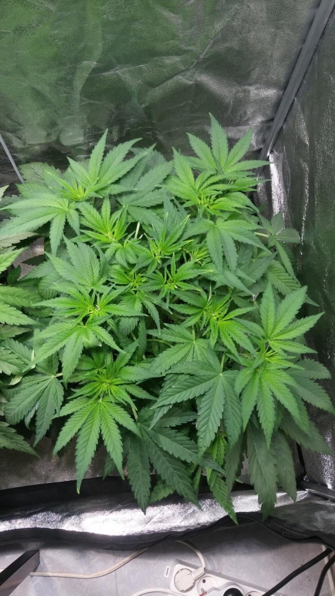 GROW WEEK 4