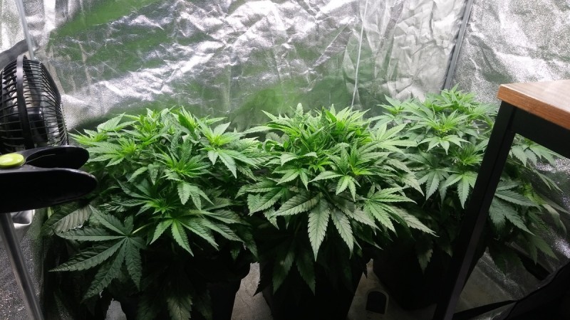 GROW WEEK 4