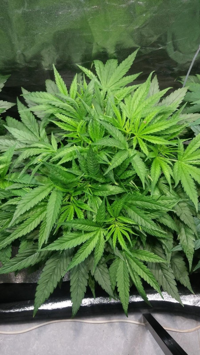 GROW WEEK 4