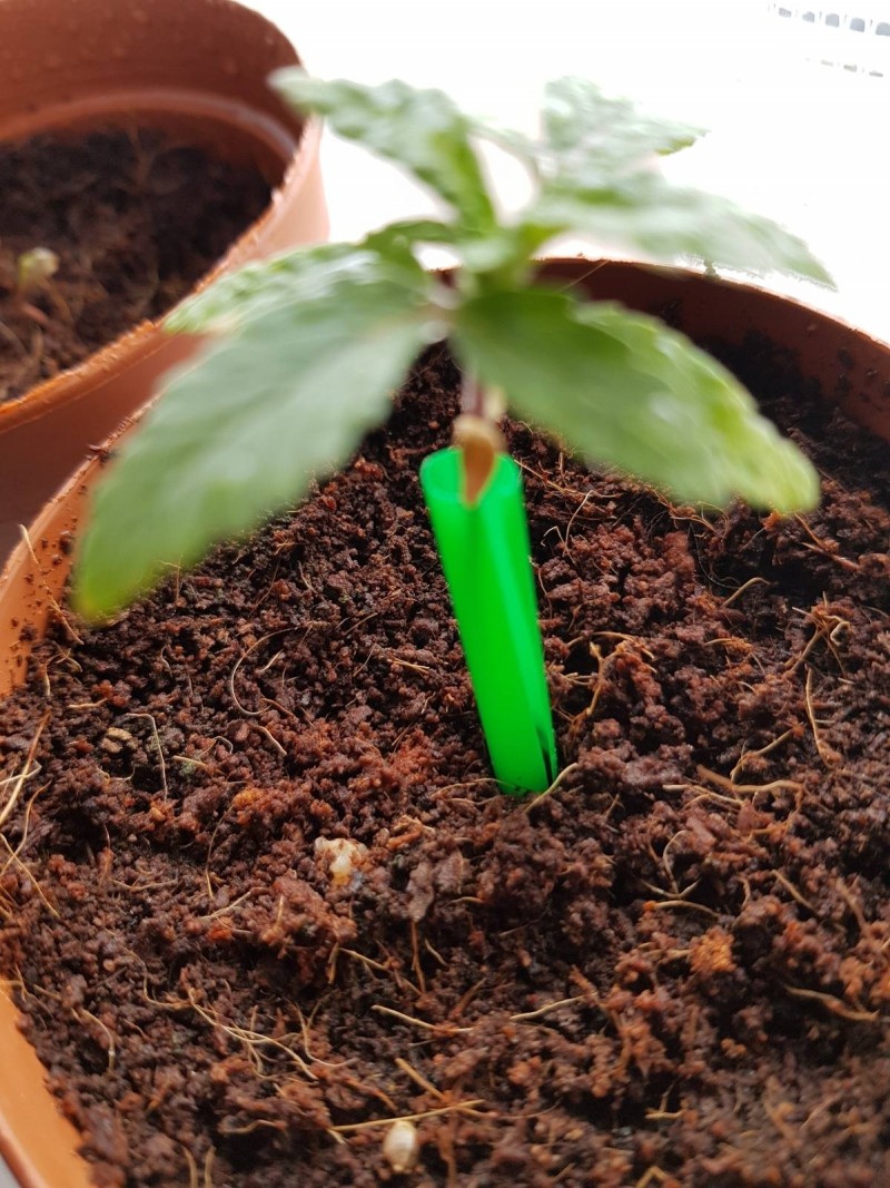 Seedling
