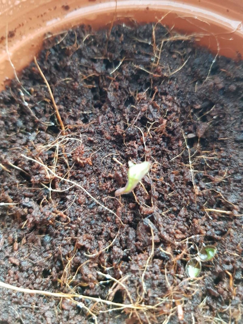 Seedling