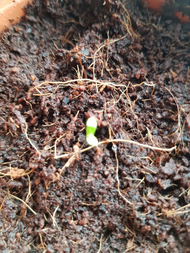 Seedling