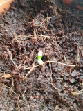 Seedling