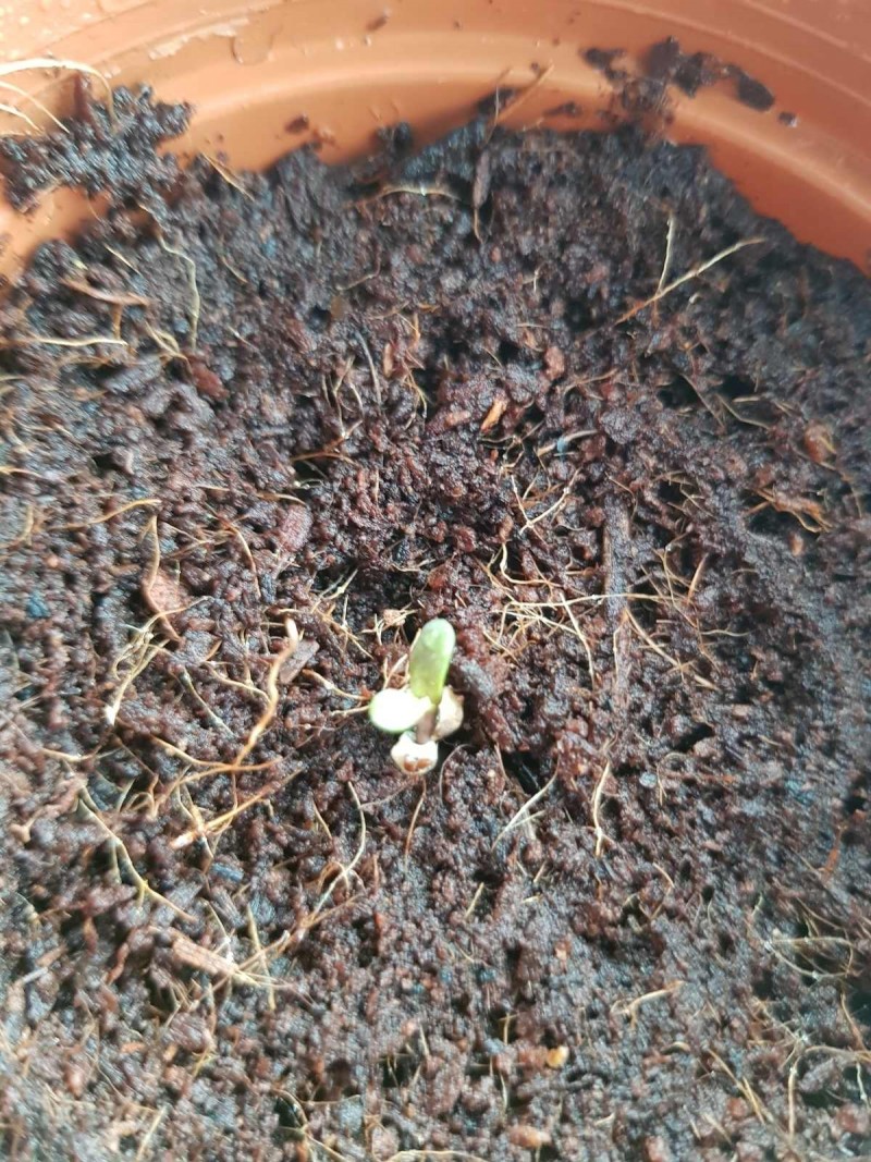 Seedling