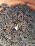Seedling