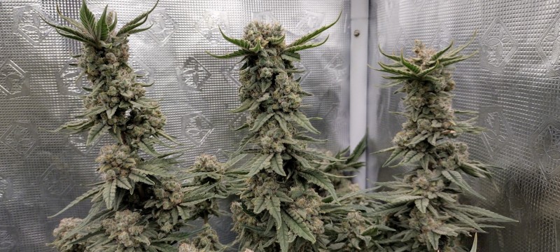 IMG_20220829_102552369_HDR