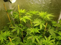 shivas soul 2 taller phenos