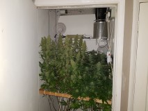 Agent Orange & Exodus Cheese