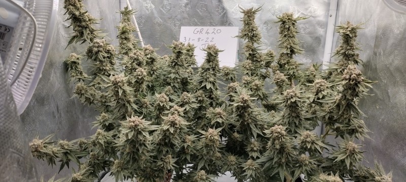 IMG_20220831_105120550_HDR