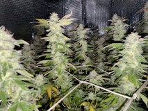 01EB14B2-1225-4B3E-A426-20CEB9C56EC6