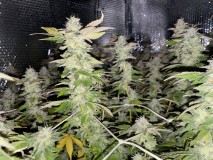 3FF42BD4-9DDC-496C-BA15-4FF8B7C090D4