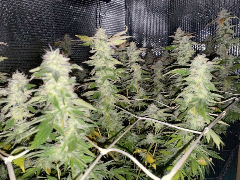 E63E1659-F56F-4047-BD4E-21AA66167EBE