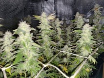 E63E1659-F56F-4047-BD4E-21AA66167EBE