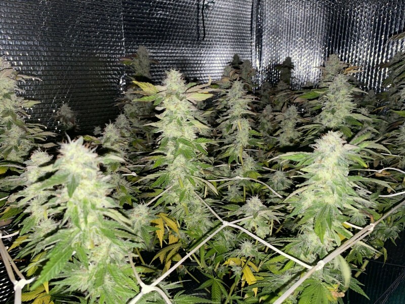 A0D26E0E-8A8C-4991-9CD8-85A289F21F5C