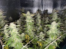 A0D26E0E-8A8C-4991-9CD8-85A289F21F5C