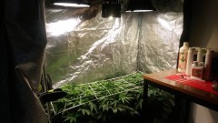 GROW WEEK 4