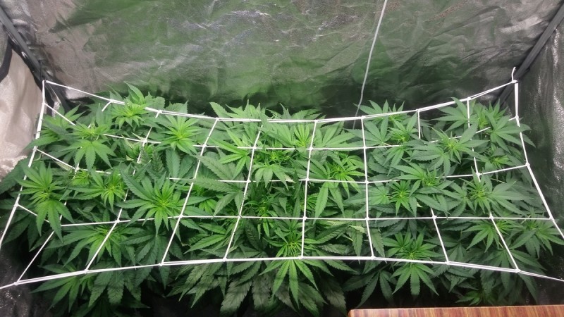 GROW WEEK 4