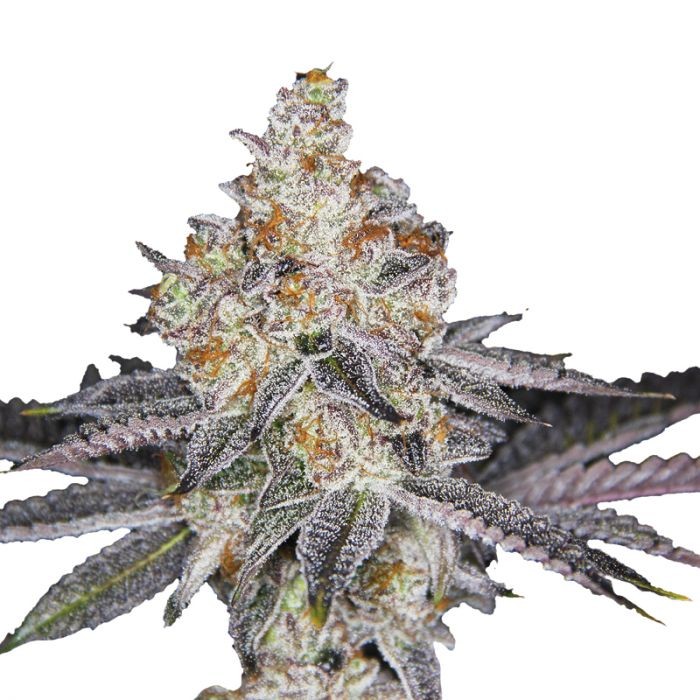 wifi_punch_feminized_cannabis_seeds_by_growerschoice