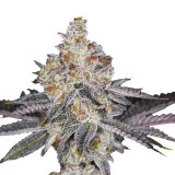 wifi_punch_feminized_cannabis_seeds_by_growerschoice