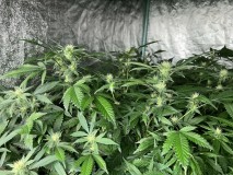 2B6BF4C6-0324-4E3F-B2A3-C219CBE6E0F5