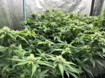 00BFF237-8AFC-442B-8E89-F7DA7ED3C2BB