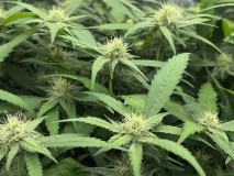 C236F8A6-4ACE-400A-A188-0A85DCB2F57B