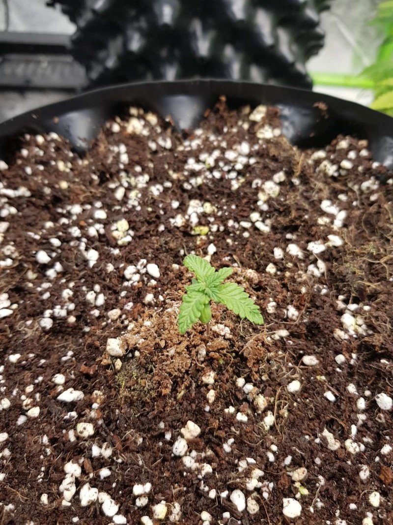 Legendary Punch seedlings royal queen seeds