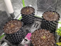 Legendary Punch seedlings royal queen seeds