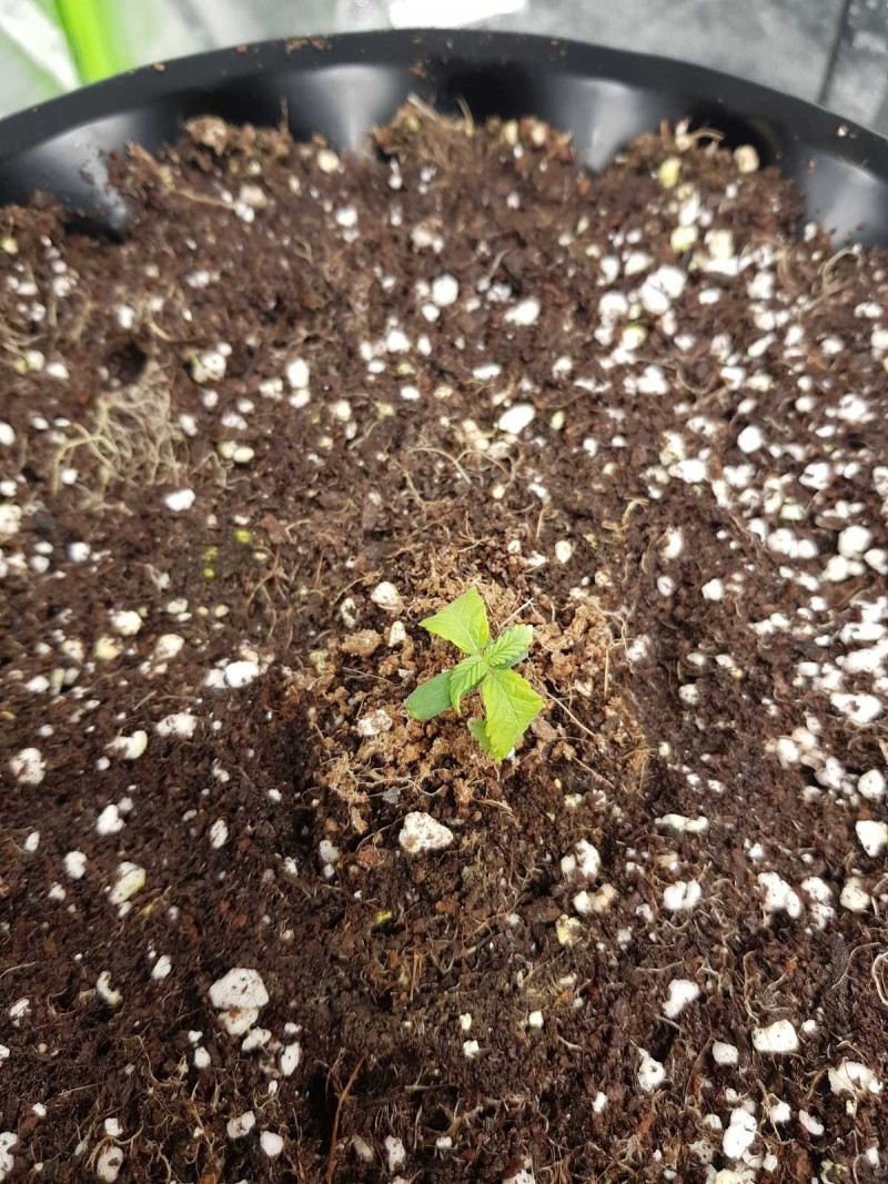 Legendary Punch seedlings royal queen seeds