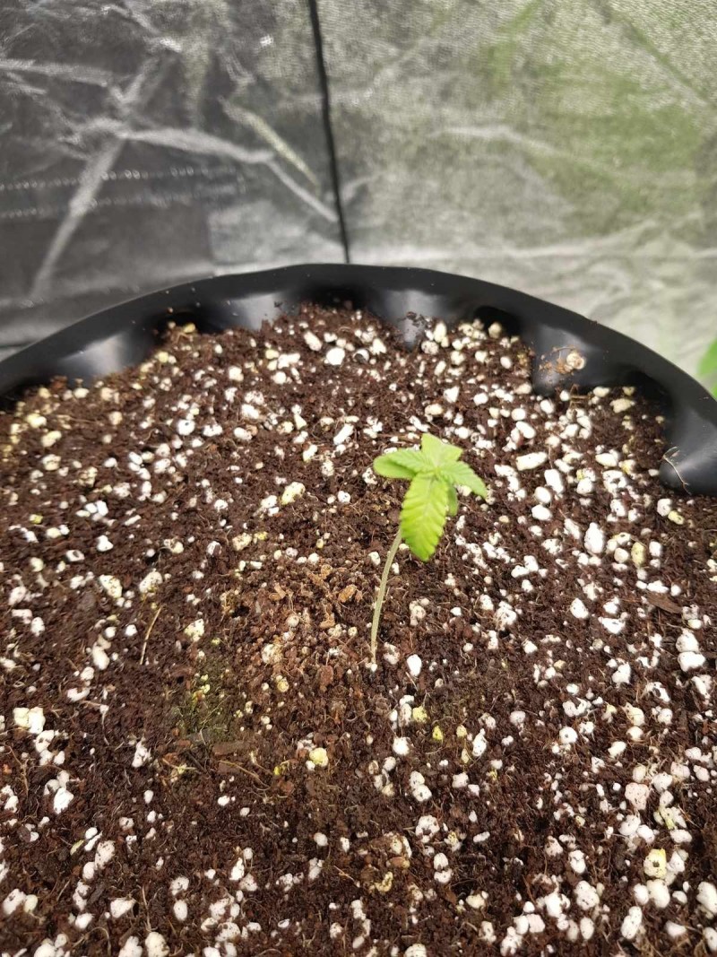 Legendary Punch seedlings royal queen seeds