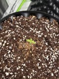 Legendary Punch seedlings royal queen seeds