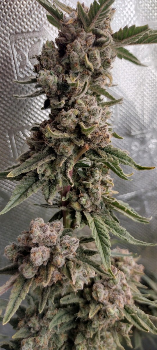 IMG_20220903_175236500_HDR