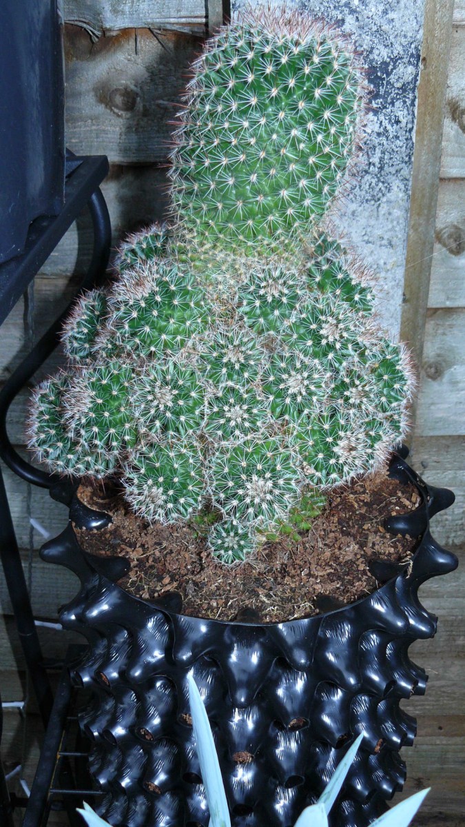 tinas cacti etc 010