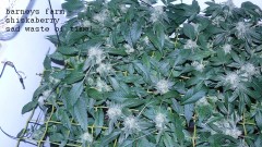 drobes corpse flower 001