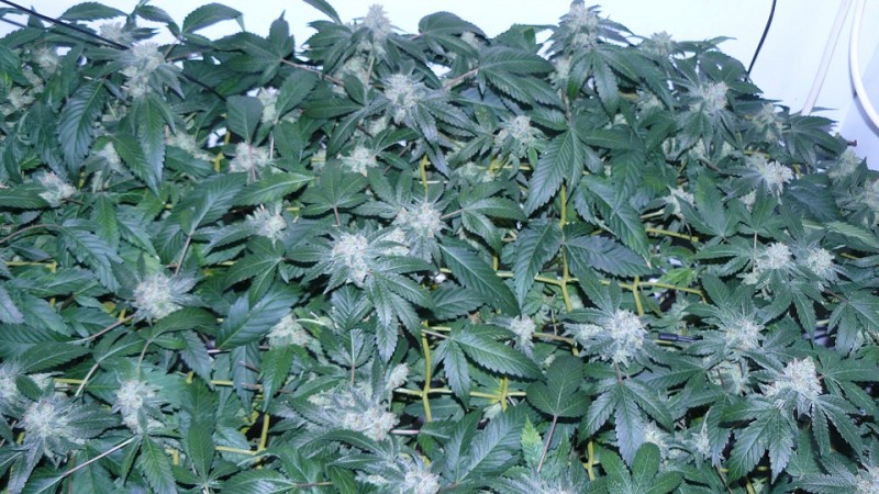 drobes corpse flower 002