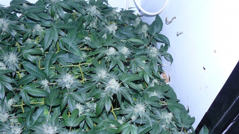 drobes corpse flower 003